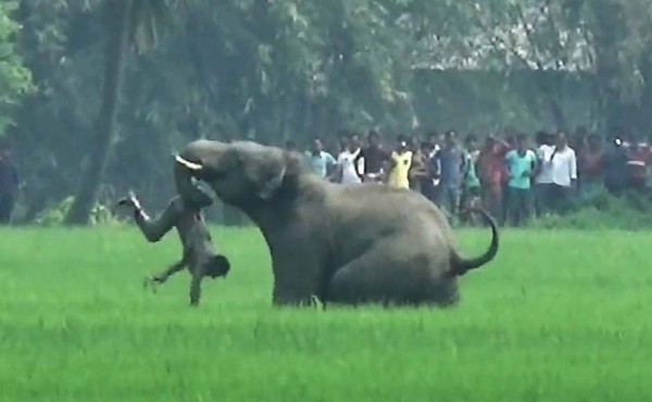 Cuatro elefantes enfurecidos matan a cinco personas en la India