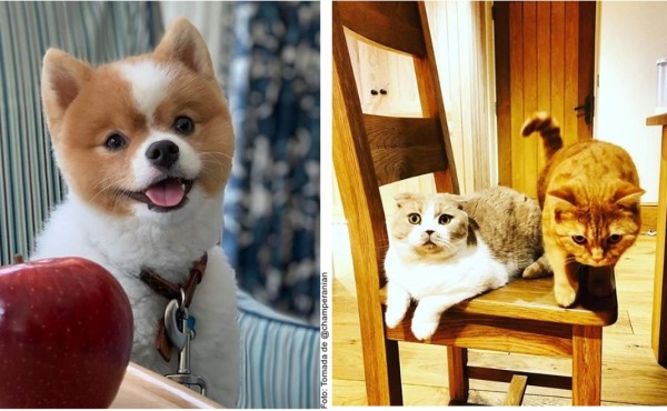 Mascotas en cuarentena