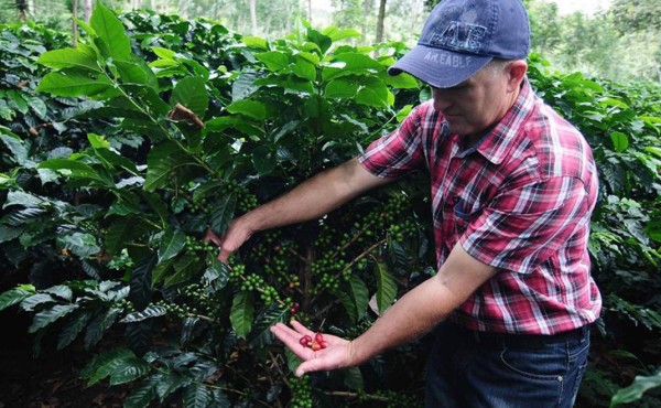 Esperan que mejora del precio de café se traspase a familias productoras