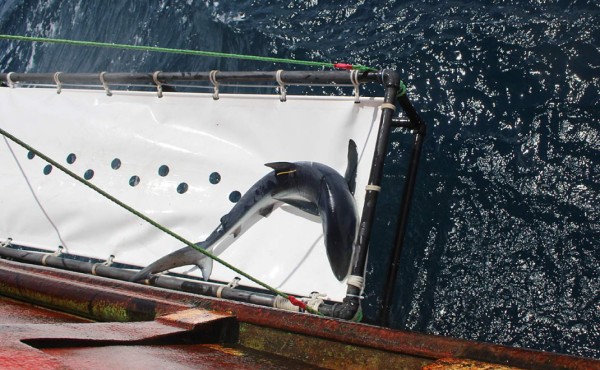 Tiburón marcado en Chile aparece un año después en Nueva Zelanda