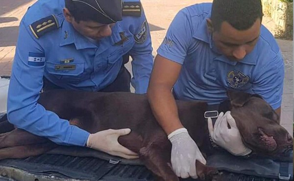 Pelé, el perro policía que resultó herido en un operativo antidrogas en Roatán