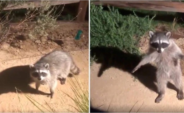 Video viral: Mapaches son sorprendidos en jardín y se convierten en 'estatuas'