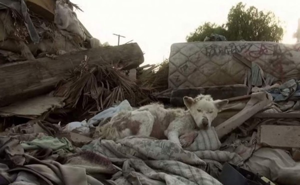 El milagro de Miley, una perra moribunda rescatada de un basurero