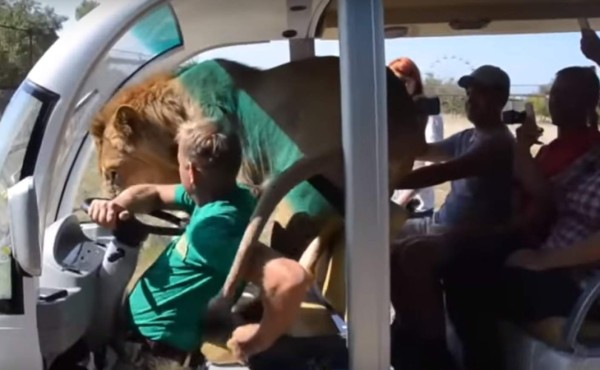 Video: Un león se abalanzó sobre unos turistas en busca de cariño