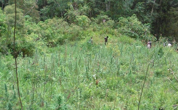 Destruyen cultivo de marihuana en El Paraíso