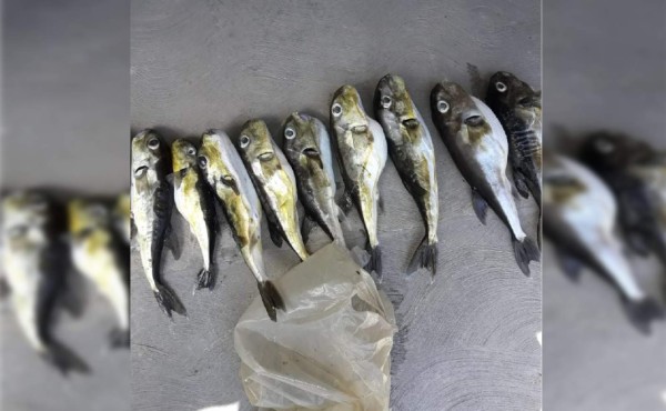 Presencia de pez globo preocupa a los pescadores del Caribe