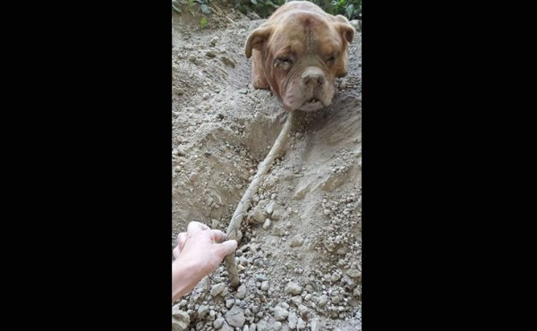Caso de perra enterrada viva escandaliza a Francia