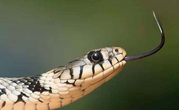 Serpiente muerde el rostro de un hombre en Oklahoma