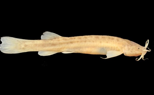 Descubren en Brasil una nueva especie de pez que vive en cavernas