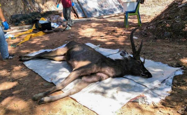Tailandia: Hallan un ciervo muerto con siete kilos de plástico en el estómago