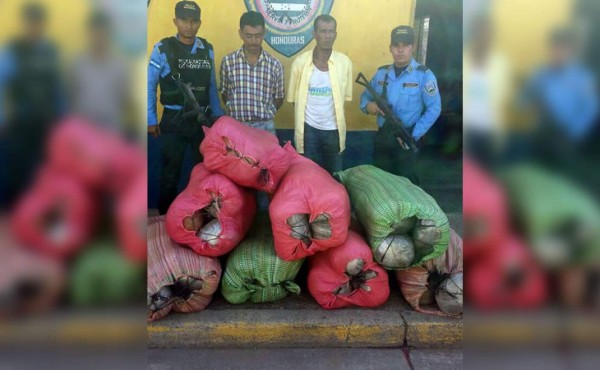Decomisan 860 libras de marihuana que iban ocultas en un camión con bananos