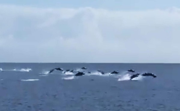 Video: Delfines dan un espectáculo a turistas en su paso por Utila