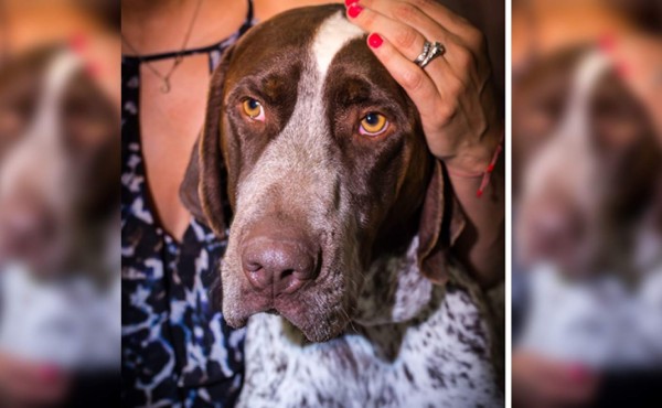 ¿Vuelves al trabajo? Evítale ansiedad a tu perro