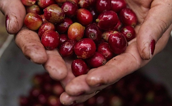 Ingresos por exportación de café hondureño suben 7.3 % en ocho meses de ciclo