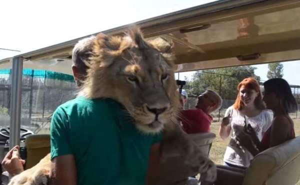 Video viral: enorme león sorprende con besos y abrazos a un grupo de turistas