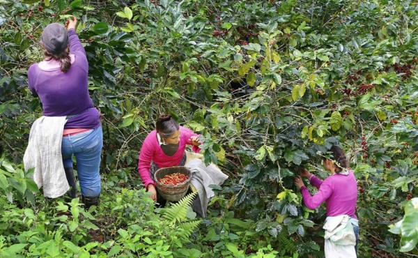 Precio de quintal de café sube $35 en mercado internacional