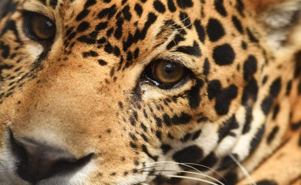 Operado en zoológico el último jaguar macho de El Salvador