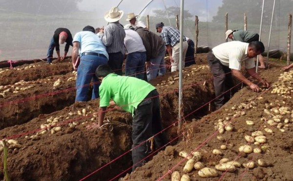 Gobierno de Taiwán da apoyo a los productores de papa