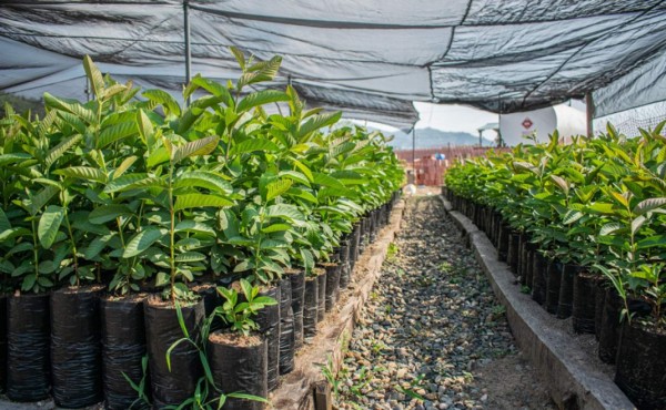 Empresa minera Los Pinares donará más de 14,000 plantas en Tocoa para contribuir al cuidado ambiental