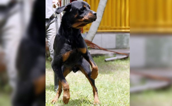 Congreso analiza prohibir tenencia de animales peligrosos