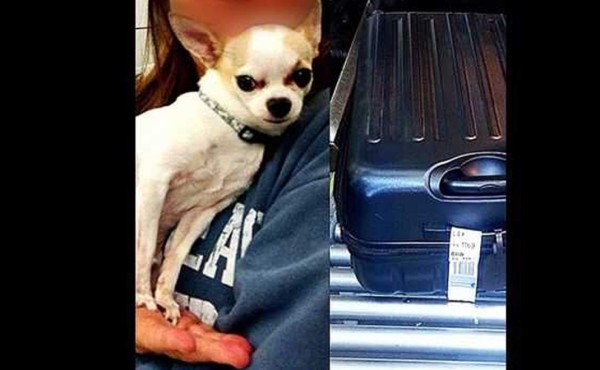 Perro chihuahua es hallado oculto en una maleta