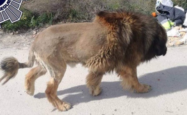 Viral: Confunden a perro con león y aterra a vecinos