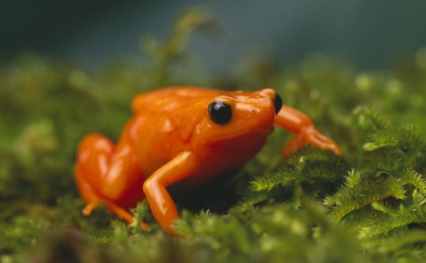 Un hongo asiático provoca la extinción de 90 especies de anfibios