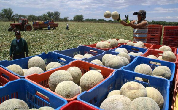 Taiwán duplicará pedidos de melones hondureños