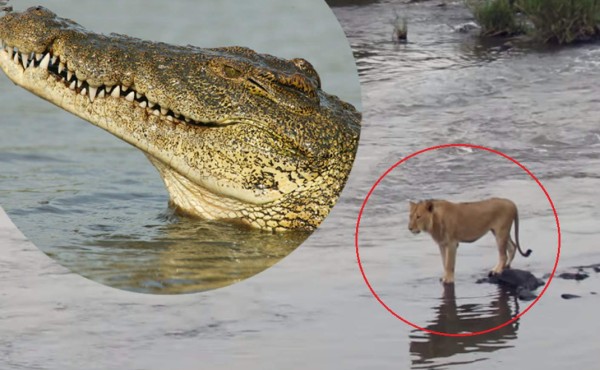 Video viral: León cruza río infestado de cocodrilos y el desenlace impacta