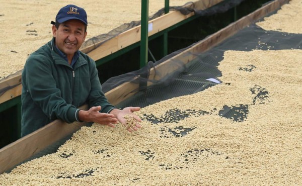 Sacá lo bueno: Aroma del café de Marcala invade el mercado mundial