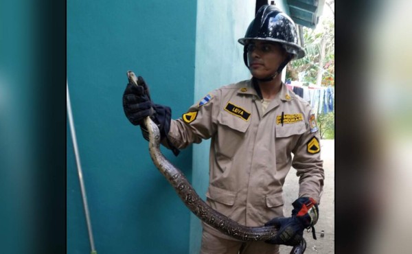 Descubren enorme serpiente en el techo de una casa en Santa Bárbara