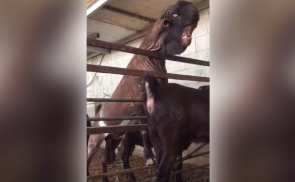 Video: Cabra 'mutante' provoca terror en India y estremece las redes