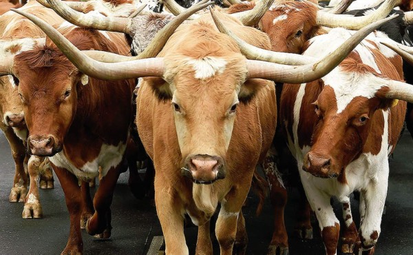 La especulación socava el mercado de futuros de ganado en EE.UU.