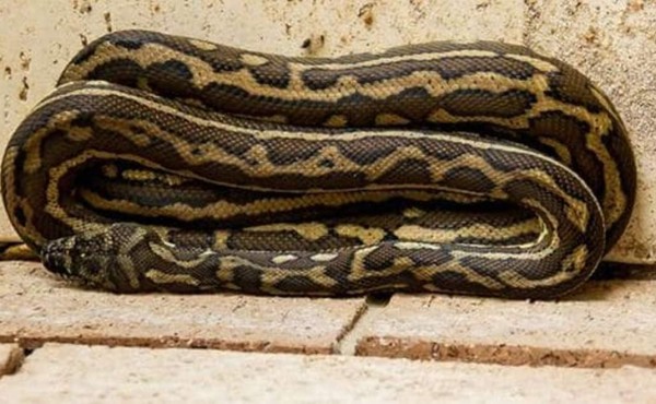 EUA: Hallan 100 pitones muertas en una casa de Florida