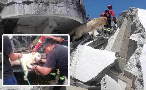 Muere Dayko, el perro que salvó a siete personas en terremoto en Ecuador