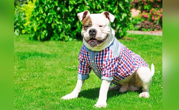 Vista a la moda a su mascota