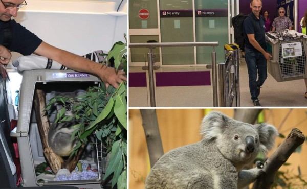 Un koala viaja en un avión junto al resto de pasajeros