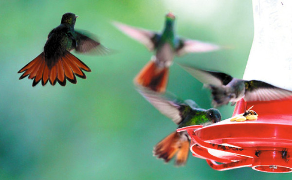 Panacam, ejemplo de protección al ambiente