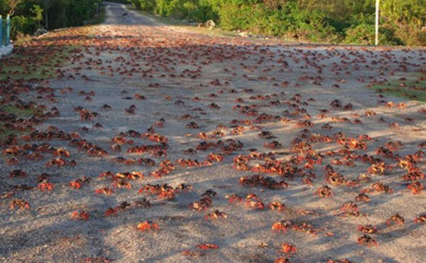 Millones de cangrejos invaden la Bahía de Cochinos en Cuba