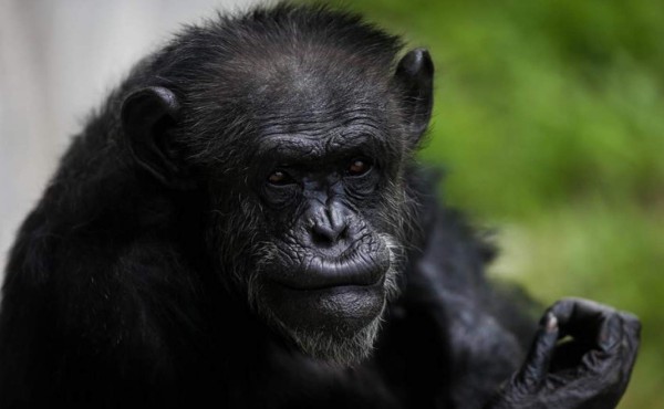 Chimpancés escuchan música de piano y marcan el ritmo con palmas y pies