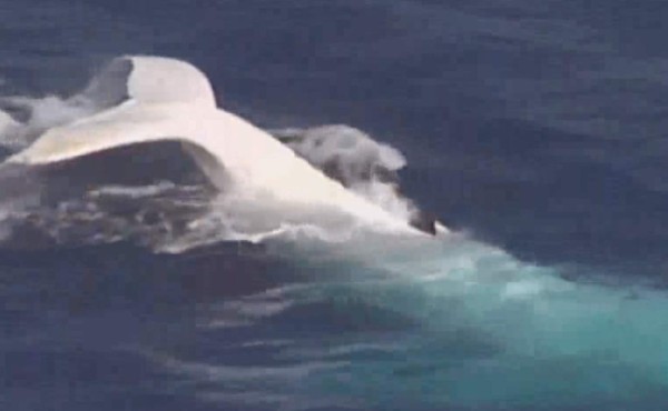 Ballena blanca se pasea por Australia