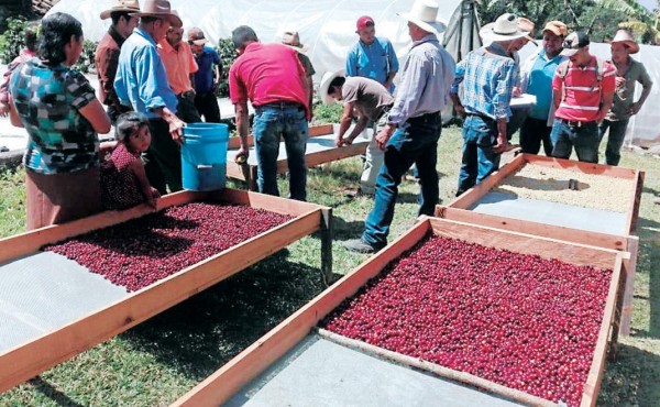 Comayagua, el mayor productor de café en Honduras