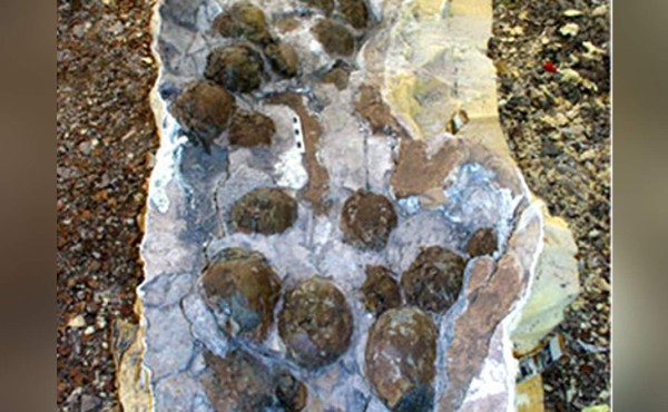 Hallan primer nido con crías del dinosaurio con 'pico de pato'