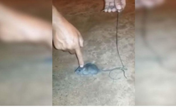 Presos adiestraron un ratón para transportar droga en una cárcel de Brasil