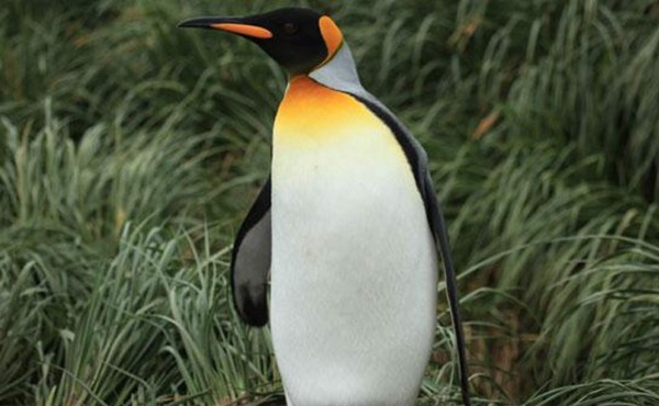 Policía rescata a pingüino que intentaba cruzar carretera en Perú