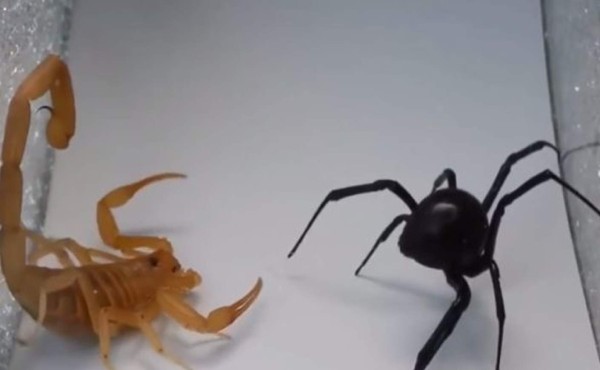 Venenosa pelea entre escorpión y una viuda negra