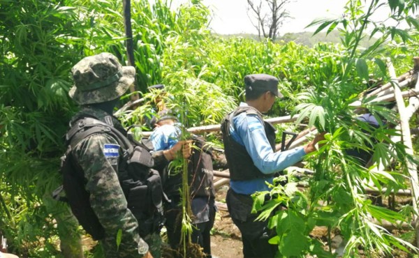 Incautan plantación de supuesta marihuana en Tocoa, Colón