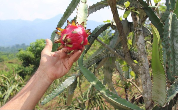 Plan nacional de pitahaya levanta a más de 2,000 productores del Corredor Seco    