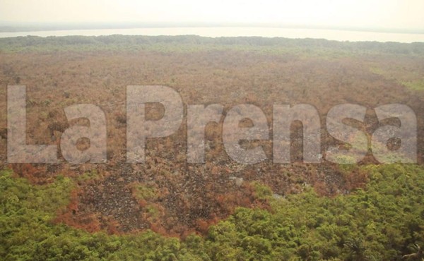 Masiva campaña de reforestación planean en parque Jeannette Kawas