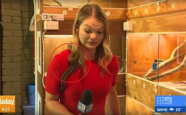 Video viral: reportera se salva de ser mordida por serpiente en vivo